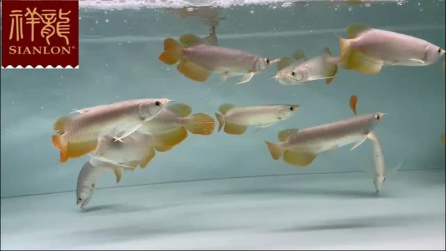 這5租整缸紅龍魚打包批發(fā)，基本個個是全品紅龍魚：5條整缸紅龍魚打包批發(fā)