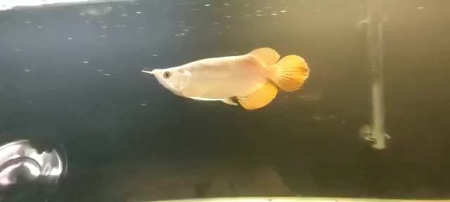 短身紅龍魚2020091505：2020年9月15日短身紅龍魚飼養(yǎng)情況分析