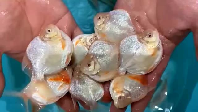 高身銀版魚：淡水魚類中的一員高身銀版魚，是淡水魚類中的一員