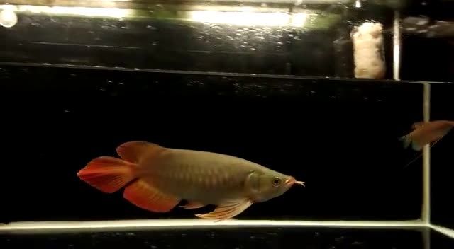 體型不錯(cuò)的大湖紅龍魚(yú)：體型出色的大湖紅龍魚(yú)