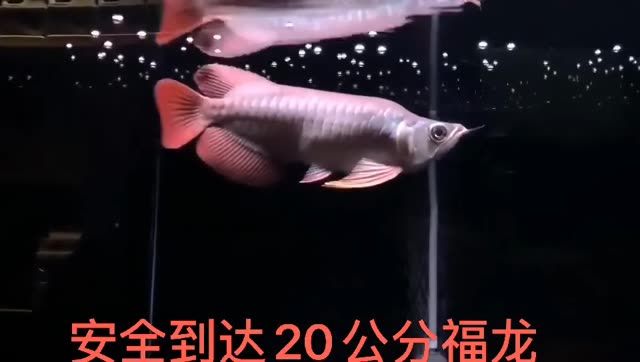 20公分小福龍：20公分小福龍是一種新型的寵物 混養(yǎng)魚（配魚）