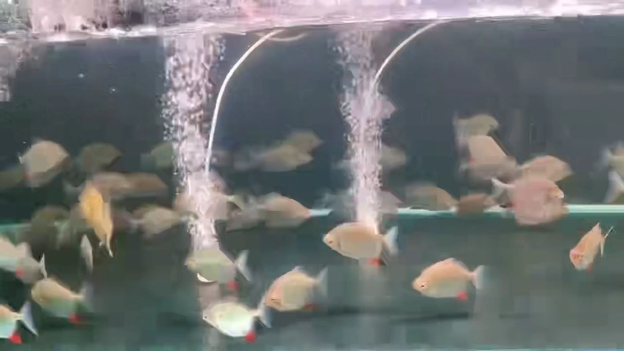 委內瑞拉紅勾丁魚：委內瑞拉紅勾丁魚是一道源自委內瑞拉的美食 混養(yǎng)魚（配魚）