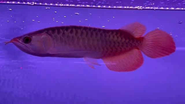 體型不錯活動力不錯的紅龍魚：紅龍魚以其出色的體型和活躍的生命力在水族中頗受歡迎 混養(yǎng)魚（配魚）