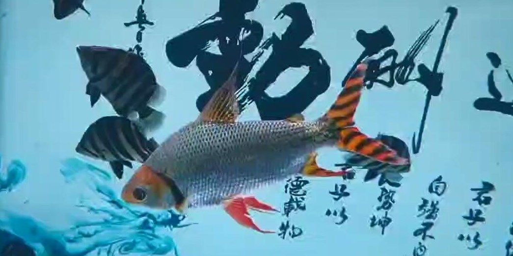 直紋飛鳳魚：直紋飛鳳魚學(xué)名為pteroisvolutavoluta 混養(yǎng)魚（配魚）