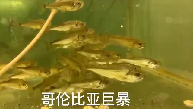 哥倫比亞巨暴魚(yú)苗：哥倫比亞巨暴魚(yú)