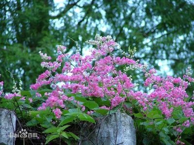 龍魚(yú)甩頭蹭缸怎么回事：為何龍魚(yú)會(huì)頻繁甩頭蹭缸，是魚(yú)缸的水質(zhì)問(wèn)題嗎？ 水族問(wèn)答 第1張