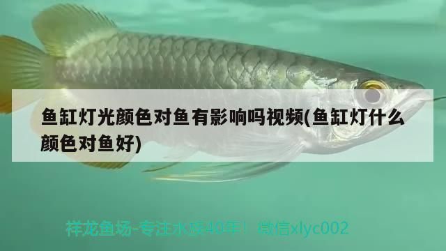 龍魚甩頭趴缸：龍魚甩頭趴在缸內(nèi)的行為通常表現(xiàn)為突然擺動(dòng)或快速游動(dòng) 水族問答 第1張