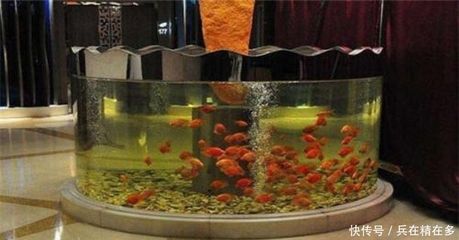 龍魚水ph值怎么降下來：如何調(diào)整龍魚水ph值？ 水族問答 第2張