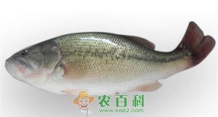 秋季鱸魚苗市場需求：秋季水產(chǎn)品市場趨勢分析鱸魚苗全年供應(yīng)服務(wù)評價 其他寵物 第5張