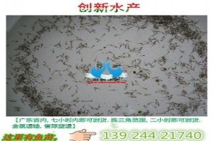 秋季鱸魚苗市場需求：秋季水產(chǎn)品市場趨勢分析鱸魚苗全年供應(yīng)服務(wù)評價 其他寵物 第4張