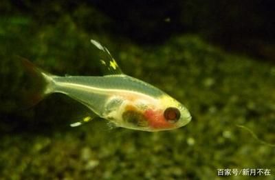 龍魚死了放生還是埋：在處理龍魚死后的處置問題上，人們面臨兩種選擇：放生是將其埋葬 水族問答 第1張