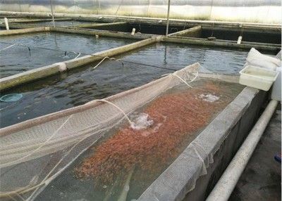 冷凍魚苗飼料解凍技巧：解凍冷凍魚苗飼料關鍵在于避免營養(yǎng)流失和確保食品安全 其他寵物 第1張