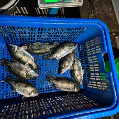 福滿鉆魚(yú)貨源基地分布情況：福滿鉆魚(yú)的貨源基地分布情況 其他寵物 第1張