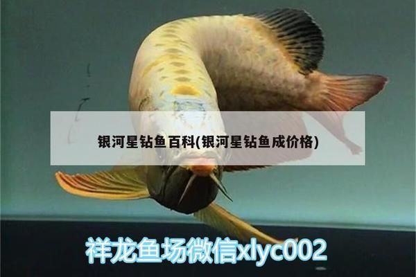 如何觀察銀河星鉆魚繁殖行為：如何觀察銀河星鉆魚的繁殖行為 銀河星鉆魚 第3張