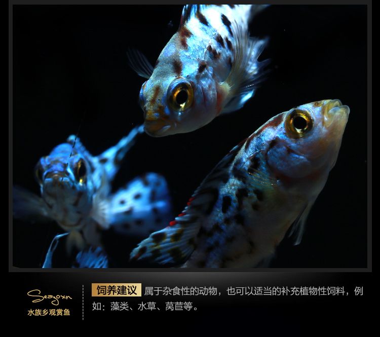 銀河星鉆魚品牌對比評測：銀河星鉆魚品種解析與比較 銀河星鉆魚 第3張