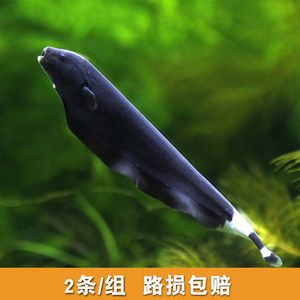 羽毛刀魚(yú)苗越冬管理技巧：羽毛刀魚(yú)苗冬季投喂策略羽毛刀魚(yú)苗越冬管理技巧 其他寵物 第5張