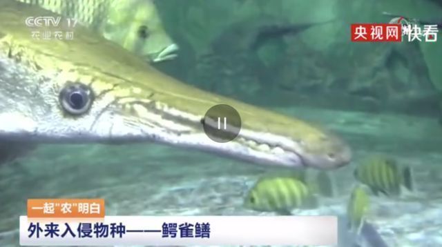 龍魚死了為什么豎著睡覺：龍魚死亡后為什么會豎著睡覺？ 水族問答 第1張