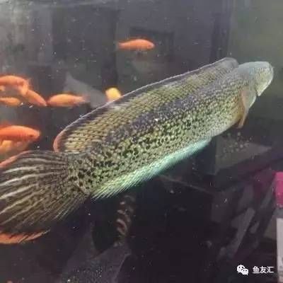 白化火箭魚(yú)飼料營(yíng)養(yǎng)價(jià)值：白化火箭魚(yú)的飼料營(yíng)養(yǎng)價(jià)值需要綜合考慮飼料的成分、營(yíng)養(yǎng)需求 白化火箭魚(yú) 第4張