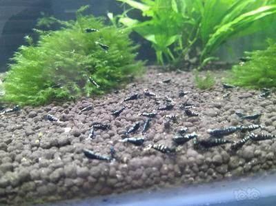 銀河星鉆魚(yú)繁殖成功率提升方法：銀河星鉆魚(yú)繁殖后護(hù)理要點(diǎn)：銀河星鉆魚(yú)繁殖后護(hù)理要點(diǎn) 銀河星鉆魚(yú) 第6張