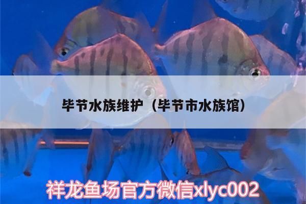 泰龐海鰱魚繁殖后如何防止疾病：泰龐海鰱魚繁殖后如何防止疾病是養(yǎng)殖過程中的一個(gè)重要問題 其他寵物 第3張