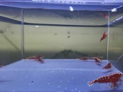 銀河星鉆魚混養(yǎng)水質(zhì)要求：銀河星鉆魚混養(yǎng)時(shí)水質(zhì)要求 銀河星鉆魚 第2張