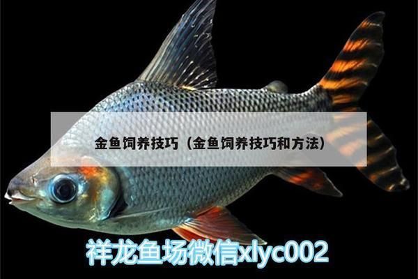 幽靈火箭魚色素基因研究進(jìn)展：幽靈火箭魚基因突變案例，深海魚類色素基因比較研究 白化火箭魚 第3張