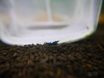 銀河星鉆魚飼料自制方法：自制銀河星鉆魚的基本步驟 銀河星鉆魚 第5張