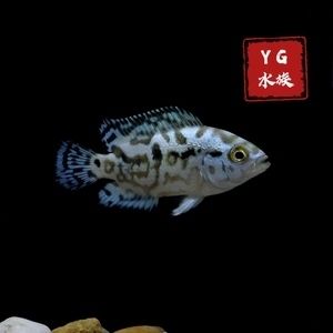 銀河星鉆魚市場價格：銀河星鉆魚市場價格對比銀河星鉆魚養(yǎng)殖成本分析 銀河星鉆魚 第1張