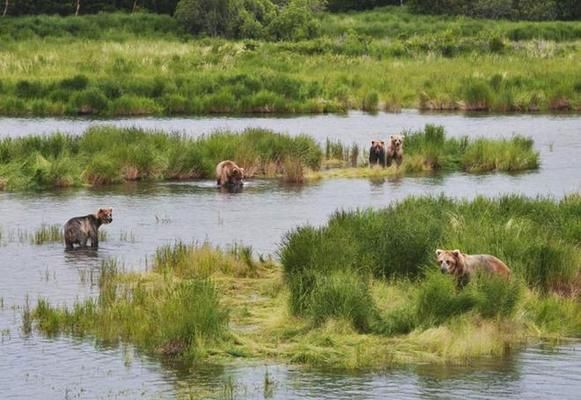 亞馬遜河魚類遷徙模式研究：亞馬遜河魚類在季節(jié)性遷徙中展現(xiàn)了獨(dú)特的生態(tài)適應(yīng)策略 巴西亞魚苗 第5張