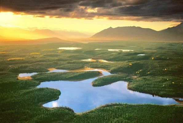 亞馬遜河魚類遷徙模式研究：亞馬遜河魚類在季節(jié)性遷徙中展現(xiàn)了獨(dú)特的生態(tài)適應(yīng)策略 巴西亞魚苗 第4張