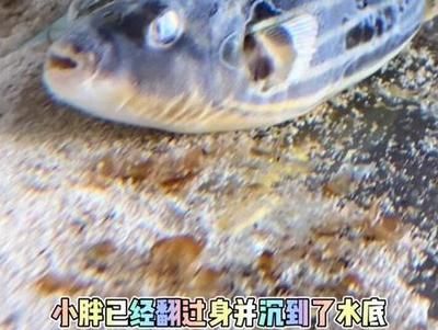 狗頭魚觀賞價(jià)值評(píng)估方法：狗頭魚品種色彩對(duì)比圖鑒狗頭魚觀賞價(jià)值的評(píng)估方法 斑馬狗頭魚 第5張