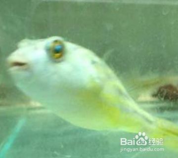 狗頭魚生餌喂養(yǎng)技巧：狗頭魚喂養(yǎng)技巧 斑馬狗頭魚 第2張