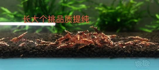 銀河星鉆魚飼料品牌推薦：銀河星鉆魚飼料品牌推薦,如何辨別魚飼料質(zhì)量優(yōu)劣 銀河星鉆魚 第2張