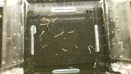 銀河星鉆魚飼料品牌推薦：銀河星鉆魚飼料品牌推薦,如何辨別魚飼料質(zhì)量優(yōu)劣 銀河星鉆魚 第5張