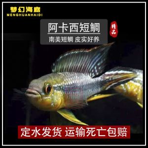 銀河星鉆魚(yú)繁殖期水質(zhì)管理技巧：星鉆魚(yú)繁殖期水溫控制要點(diǎn)，如何監(jiān)測(cè)星鉆魚(yú)繁殖水質(zhì) 銀河星鉆魚(yú) 第1張