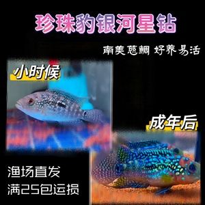 銀河星鉆魚(yú)繁殖期水質(zhì)管理技巧：星鉆魚(yú)繁殖期水溫控制要點(diǎn)，如何監(jiān)測(cè)星鉆魚(yú)繁殖水質(zhì) 銀河星鉆魚(yú) 第2張