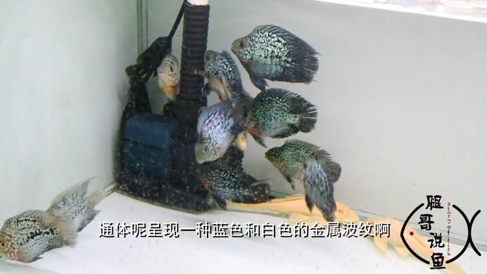 如何挑選優(yōu)質(zhì)銀河星鉆魚種：如何挑選優(yōu)質(zhì)的銀河星鉆魚種 銀河星鉆魚 第5張