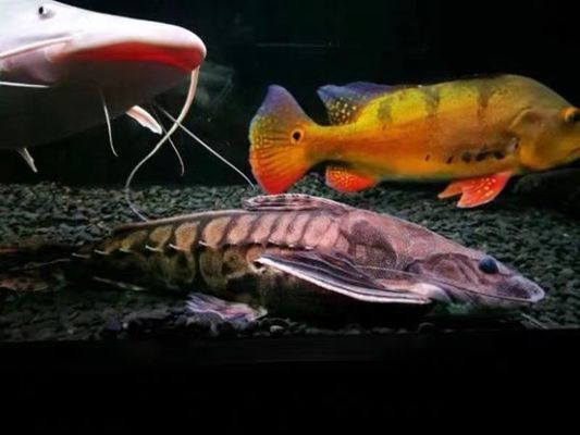 鐵甲武士魚天然餌料獲取途徑：獲取鐵甲武士魚的天然餌料有哪些途徑 巴西亞魚苗 第2張