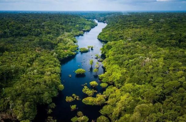 亞馬遜河魚類遷徙研究的最新進展：亞馬遜河流域魚類遷徙的最新研究 巴西亞魚苗 第5張