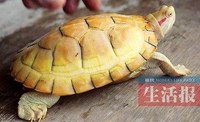 白化巴西龜適宜生活環(huán)境：白化巴西龜?shù)娘曫B(yǎng)方法 白化巴西龜（白巴） 第3張