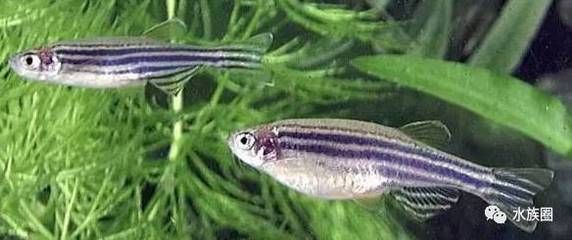 狗頭魚(yú)繁殖周期管理：斑馬狗頭魚(yú)的繁殖周期 斑馬狗頭魚(yú) 第4張