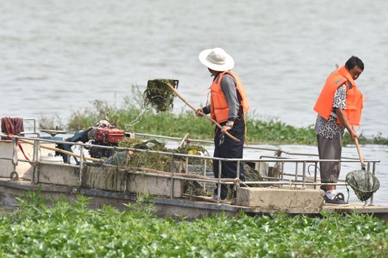 水草對(duì)魚(yú)卵附著點(diǎn)的選擇：水草在魚(yú)卵附著點(diǎn)的選擇上扮演著重要的角色 其他寵物 第2張