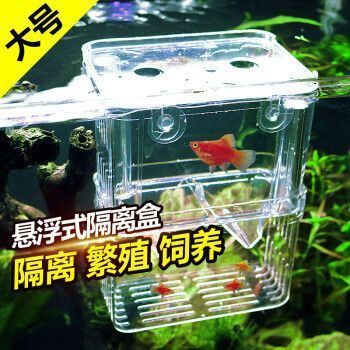 幽靈火箭魚魚卵隔離技巧：幽靈火箭魚魚卵孵化期間