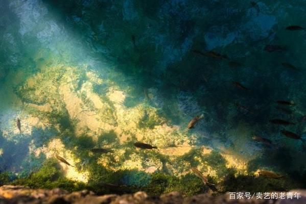 如何防止水族箱爆藻：如何預(yù)防水族箱爆藻 其他寵物 第4張