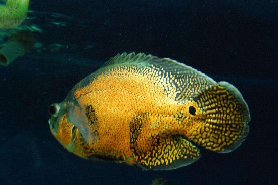 野生地圖魚生活習(xí)性詳解：野生地圖魚的生活習(xí)性 巴西亞魚苗 第2張