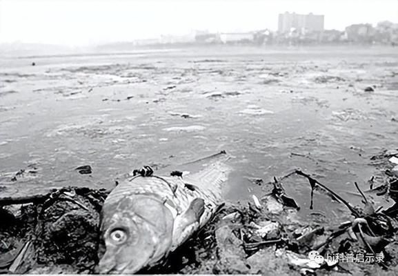 外來物種入侵對本土生態(tài)的案例：外來物種入侵對本土生態(tài)系統(tǒng)的破壞 白化巴西龜（白巴） 第3張