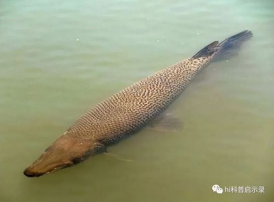 外來物種入侵對本土生態(tài)的案例：外來物種入侵對本土生態(tài)系統(tǒng)的破壞 白化巴西龜（白巴） 第5張