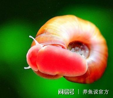 紅圓點(diǎn)狗頭魚繁殖飼料選擇：關(guān)于紅圓點(diǎn)狗頭魚繁殖飼料選擇的信息并沒有完全相關(guān)的直接答案 斑馬狗頭魚 第1張