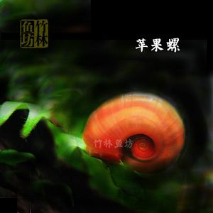 紅圓點(diǎn)狗頭魚繁殖飼料選擇：關(guān)于紅圓點(diǎn)狗頭魚繁殖飼料選擇的信息并沒有完全相關(guān)的直接答案 斑馬狗頭魚 第2張