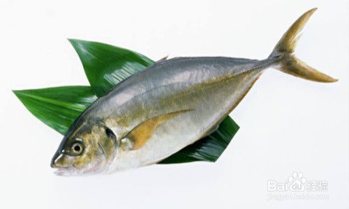 龍魚飼料哪種好：關(guān)于龍魚飼料的問題 水族問答 第1張